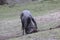 Blue wildebeest scratching