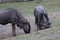 Blue wildebeest scratching