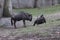 Blue wildebeest scratching