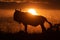 Blue wildebeest silhouetted in profile at sunset