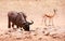 Blue wildebeest and Springbok