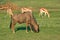 Blue wildebeest and springbok antelopes