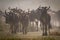 Blue wildebeest stand still in dusty migration