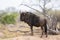 Blue wildebeest standing broadside