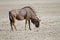 Blue wildebeest standing in dry salt-pan