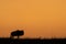 Blue wildebeest standing in profile on horizon