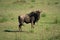 Blue wildebeest stands casting shadow on savannah