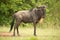 Blue wildebeest stands in grass near trees