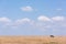 Blue wildebeest stands near horizon on savannah