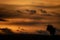 Blue wildebeest stands in silhouette at sunset