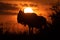 Blue wildebeest stands silhouetted against setting sun