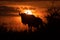 Blue wildebeest stands silhouetted against sunset sky