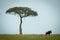 Blue wildebeest stands by tree on horizon