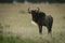 Blue wildebeest stands turning head to camera