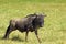 Blue wildebeest walking