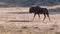 Blue Wildebeest walking