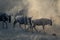 Blue wildebeest walking along riverbank in dust
