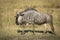 Blue wildebeest walking in grass in Moremi Okavango Delta in Botswana