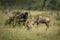 Blue wildebeest watch two cheetah attack another