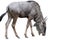 blue wildebeest on white background have path