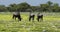 Blue wildebeest and wild flowers - Etosha