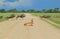 Blue Wildebeest - Wildlife Background - Road Users