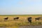 Blue wildebeests, Amboseli National Park, Kenya