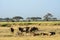 Blue wildebeests, Amboseli National Park, Kenya