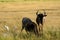 Blue wildebeests, Amboseli National Park, Kenya