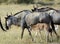 Blue wildebeests, Amboseli National Park, Kenya