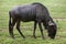 Blue wildebeests Connochaetes taurinus