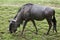 Blue wildebeests Connochaetes taurinus