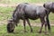 Blue wildebeests Connochaetes taurinus