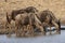 Blue Wildebeests drinking water at a waterhole in Kruger National Park, South Africa