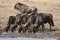 Blue Wildebeests drinking water at a waterhole in Kruger National Park, South Africa