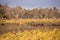 Blue Wildebeests and Eland Drinking at Water Hole in South Africa, Kruger Park