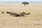 Blue wildebeests Gnus in the field