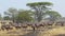 Blue wildebeests during the Great Migration