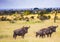 Blue Wildebeests at the Kruger National Park