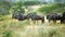 Blue wildebeests, Kruger National Park, South African Republic