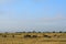 Blue wildebeests and Thomson-gazelles, Amboseli National Park, K