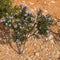 Blue wildflower called smokebush Conospermum nervosum growing on orange stones in the Australian outback