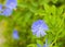 Blue wildflower Common chicory or Cichorium intybus in field