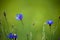 Blue wildflower cornflower. Wild flowers. Natural green background. Cornflowers. Nature. Summer wildflower