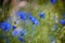 Blue wildflower cornflower. Wild flowers. Natural green background. Cornflowers. Nature. Summer wildflower