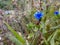 Blue wildflower macro images