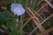 Blue Wildflower in Sugarcane Field 1