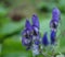 Blue wildflowers - Aconitum degeni