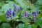 Blue wildflowers - Aconitum degeni