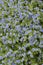 Blue wildflowers blossom in the spring. Floral background